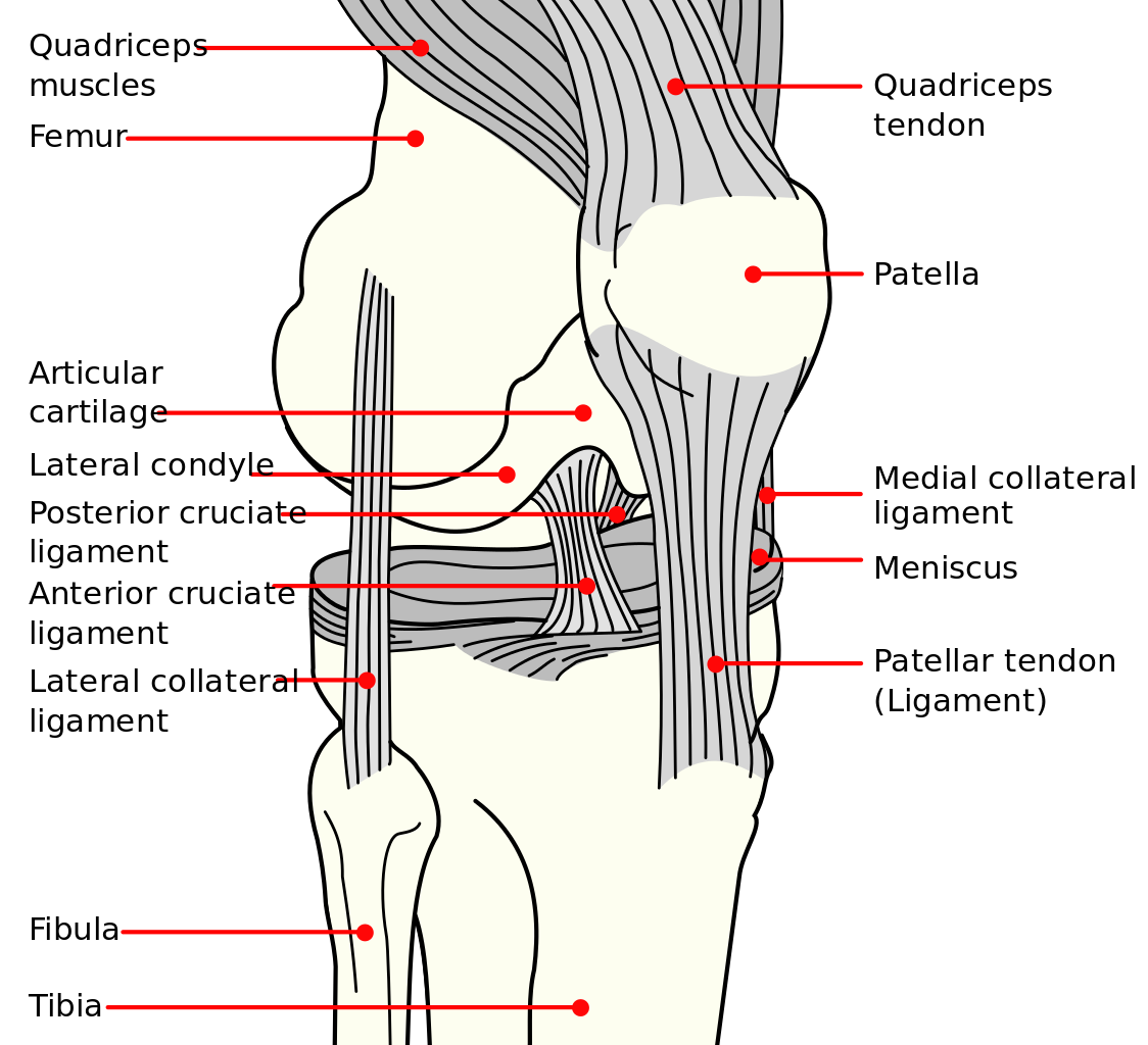 Anterolateral diagram of the right knee showing cruciate and collateral ligaments, menisci, patella and patellar ligament.